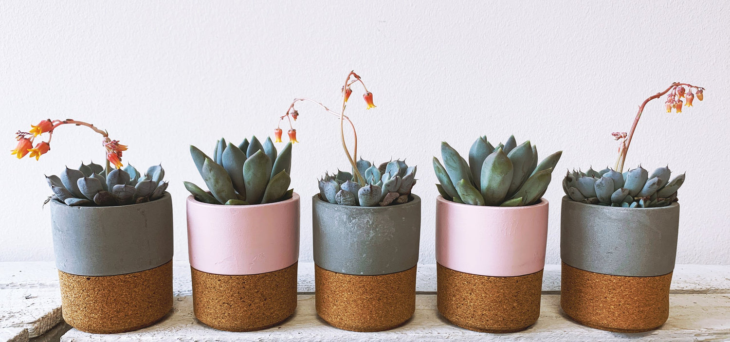 Plant Gifts, Presents & Accessories
