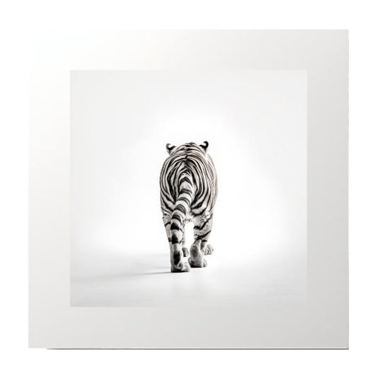 Black and White Tiger Walking Away Photography Print