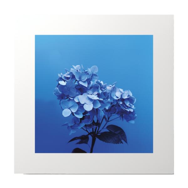 Blue Flowers Photography Print