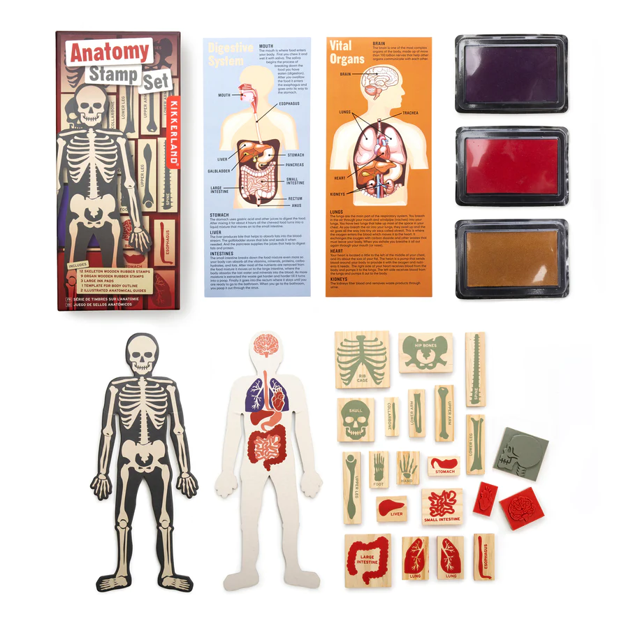 Kikkerland - Stamp Set | DIY Human Body Anatomy Stamp Set