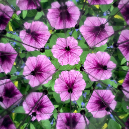 Huckleberry Kaleidoscope - Image 4