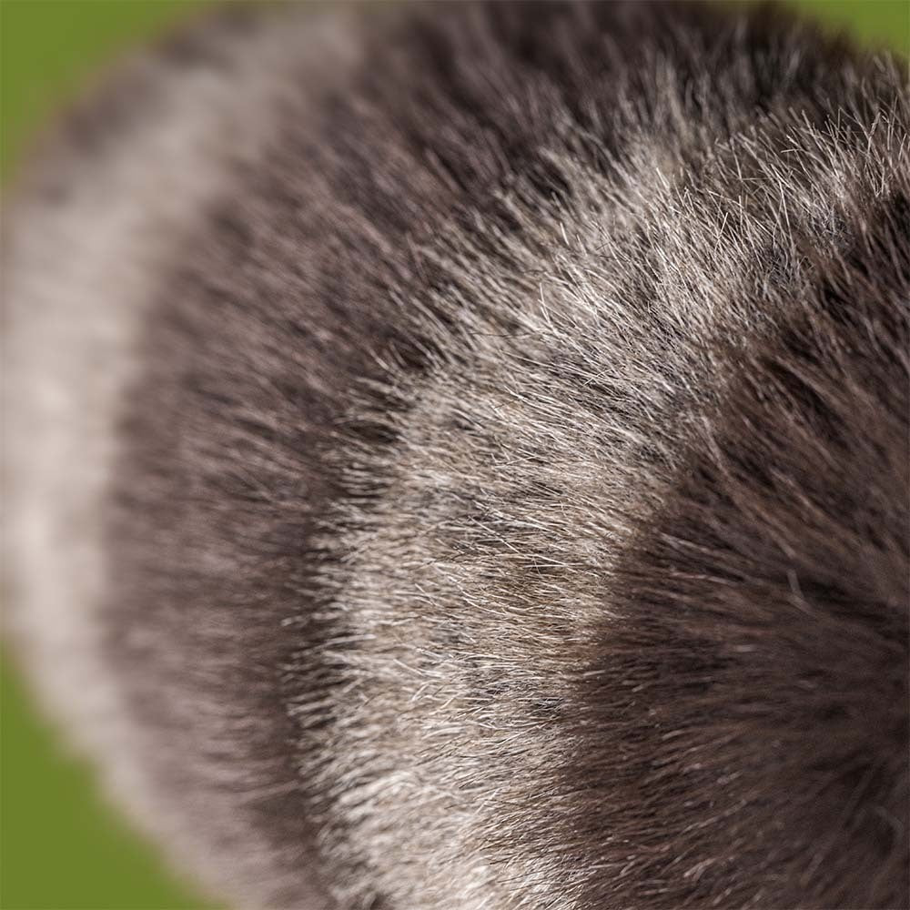 Jellycat | Trixiwoo Raccoon | Soft Toy