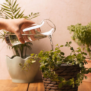 Plant Buddy Watering Can Borosilicate Glass