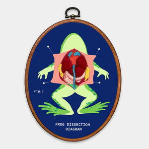 DIY Stitch Anatomy Frog Fish Sewing Kit Embroidery with Frame