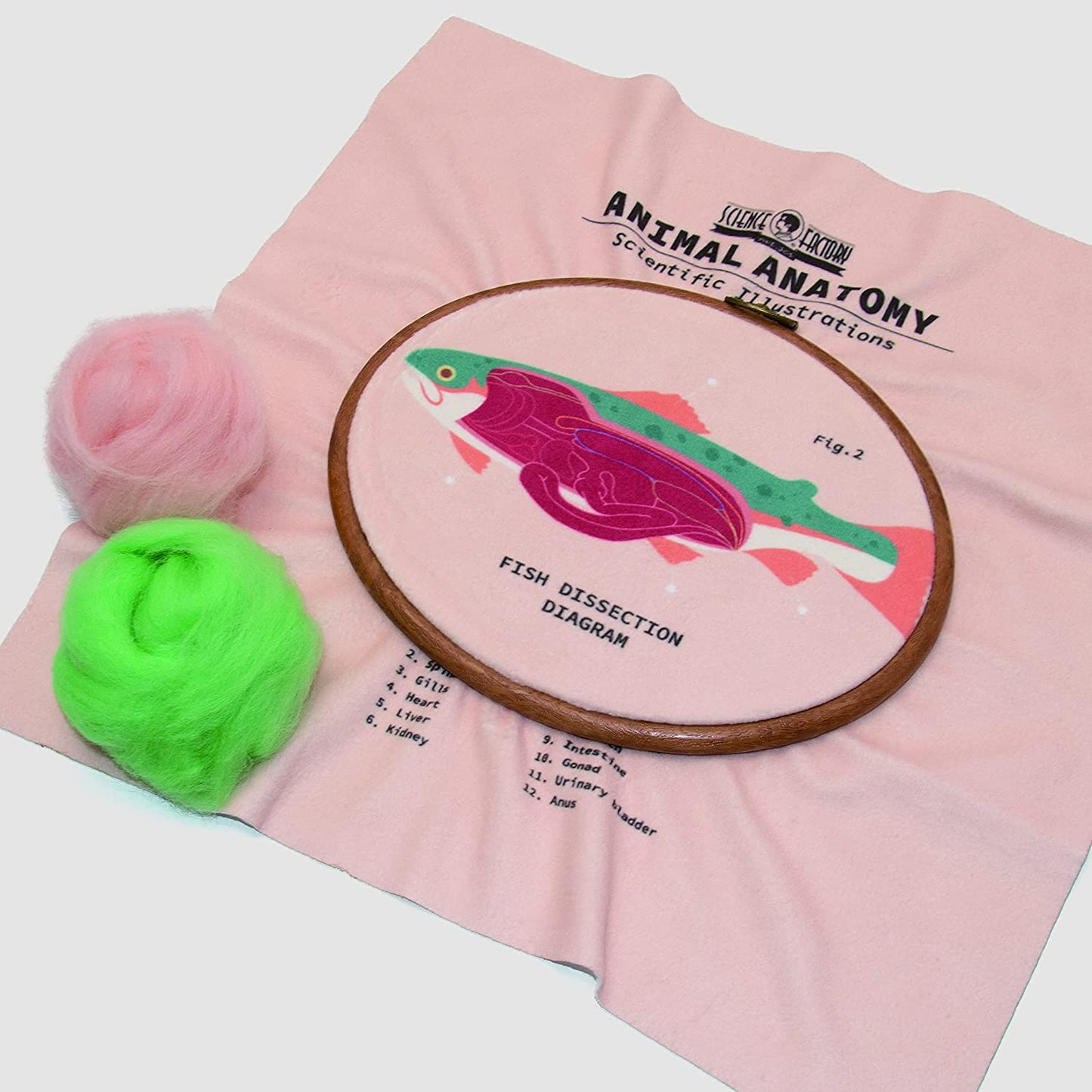 DIY Stitch Anatomy Frog Fish Sewing Kit Embroidery with Frame