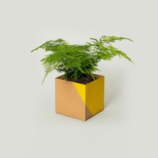 Plant Pot Cover Geometric - Large - Yellow - Brown