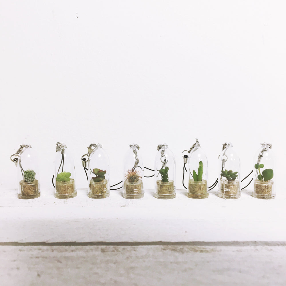 Grow Your Own Cactus / Succulent Keyring