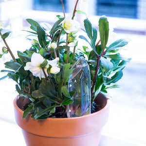 Soil self watering 'Water From A Crystal' in glass