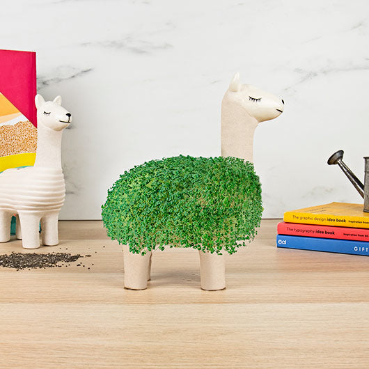 Llama Planter with Chia Seeds Gift Republic
