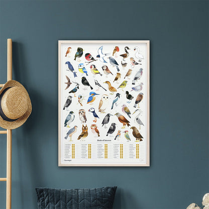 Scratch Poster Birds of Interest Print The Chartologist