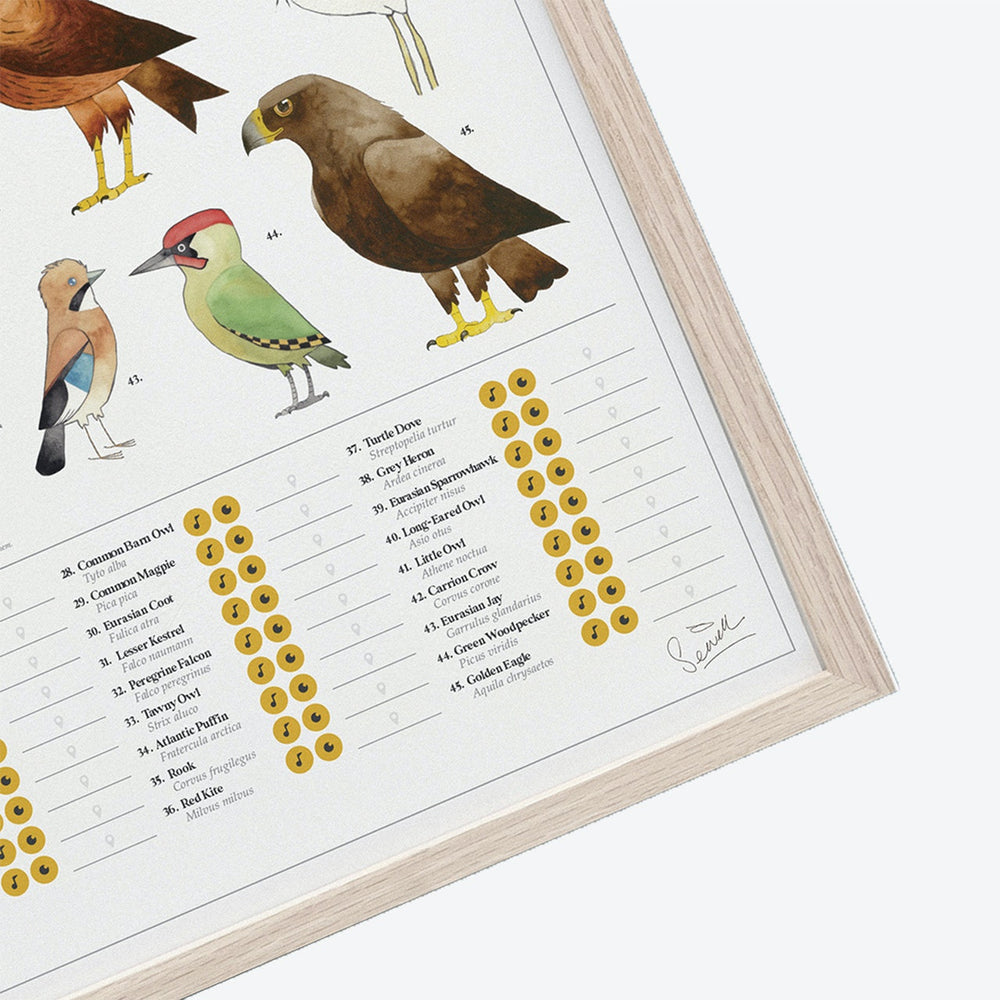 Scratch Poster Birds of Interest Print The Chartologist