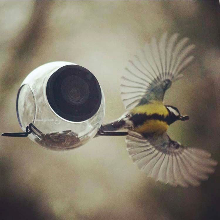 Bird Feeder Closeup Window with Perch Small